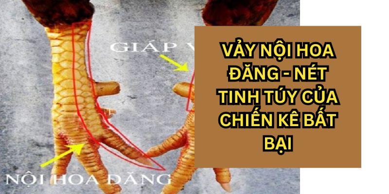 Chân gà có vảy án thiên sẽ đưa ra được những đòn độc